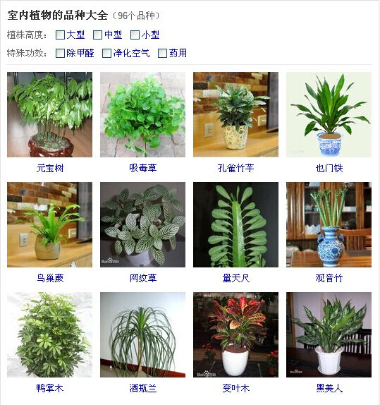 室内盆栽大绿植的种类与选择指南