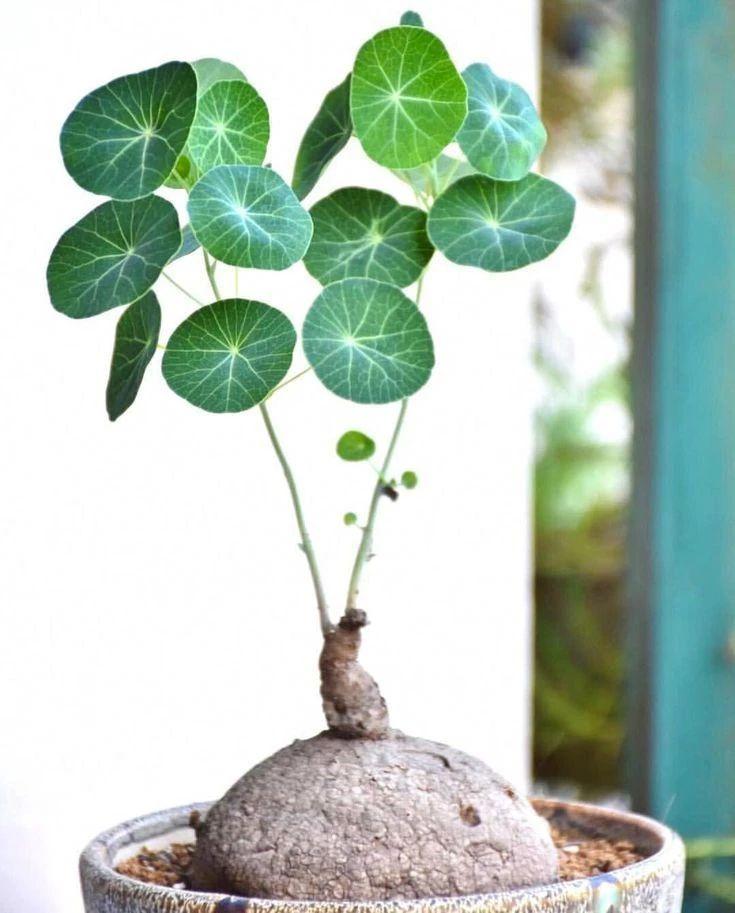 室内耐阴桌面绿植盆栽，美化家居的新选择