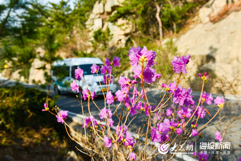 北京奥林匹克公园的锦带花，绽放的奥运记忆与生态美景