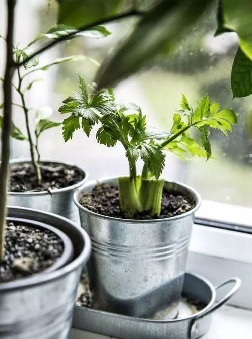 室内绿植盆栽的种植过程