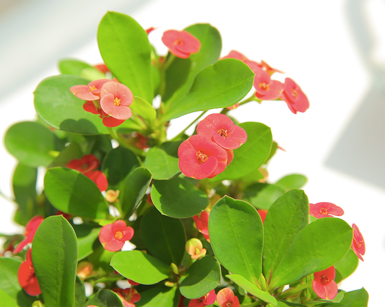 室内绿植盆栽之选，大盆虎刺梅的风采