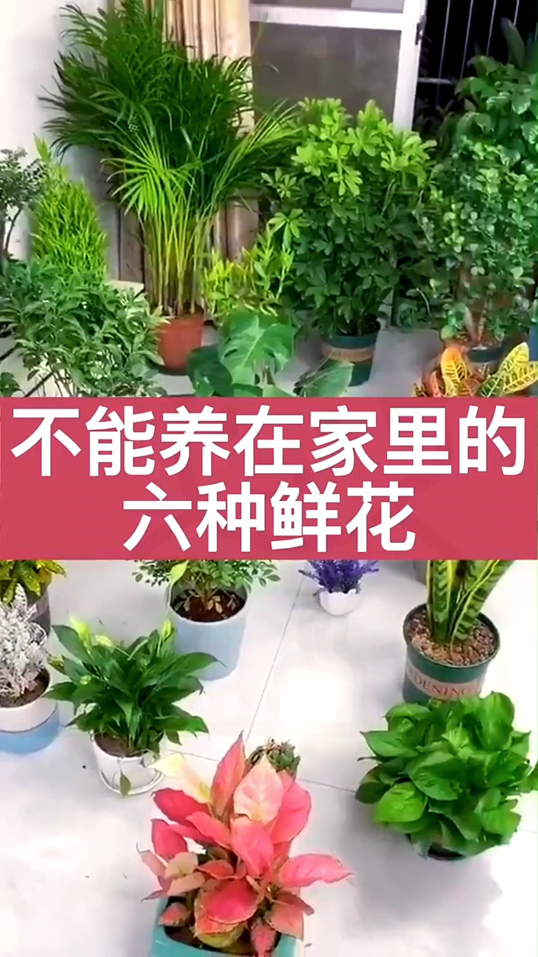 室内绿植花卉盆栽，美化生活与提升居住品质的重要元素