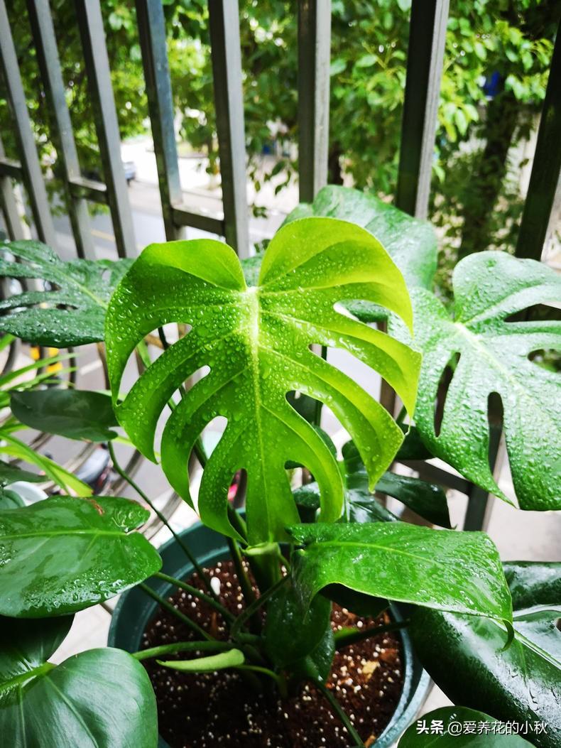 春节绿植盆栽室外——赋予节日生机与绿意的新风尚