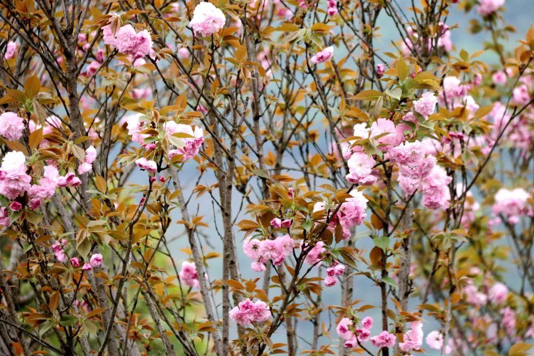 室内盆栽绿植花卉店，绽放于家居生活中的绿意盎然