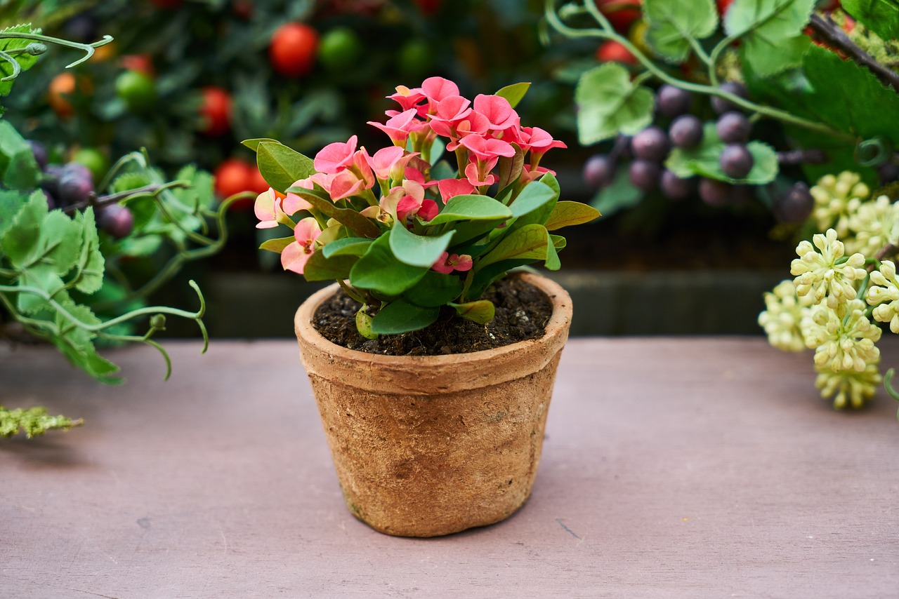 室内开花绿植盆栽，美化家居的绝佳选择