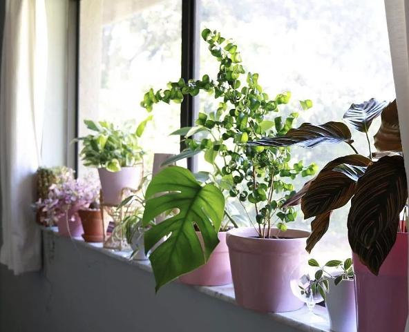 室内绿植盆栽测评，美化家居的新选择