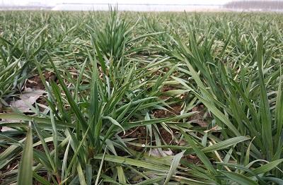 春雨绿植盆栽室内——赋予生活绿意与生机