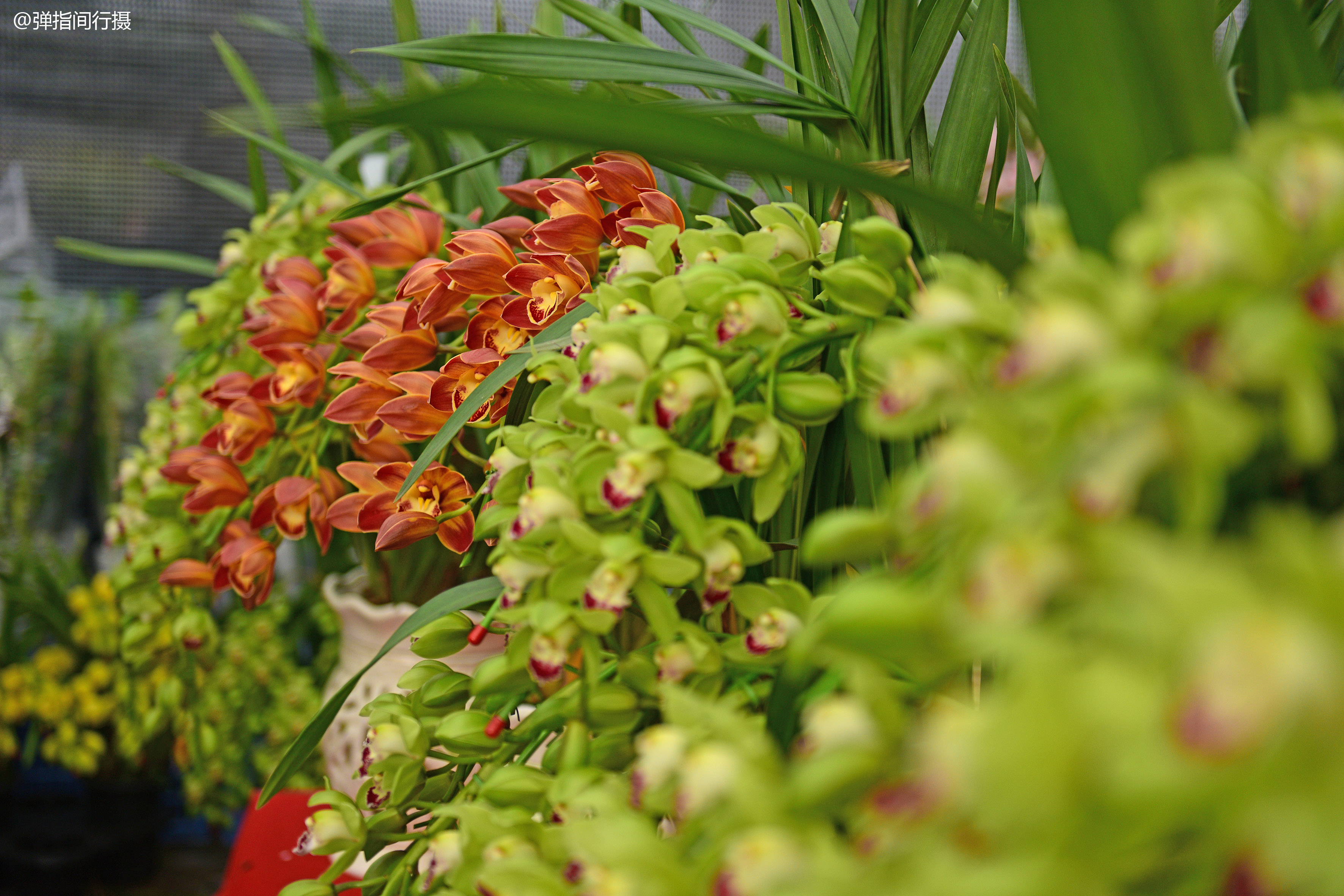 室内花卉绿植盆栽，美化生活的绿色精灵