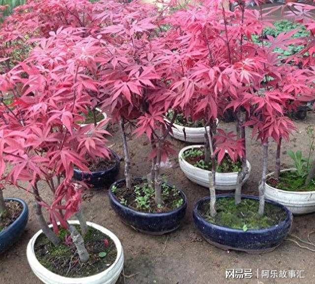 室内盆栽枫树，大盆绿植的优雅之选