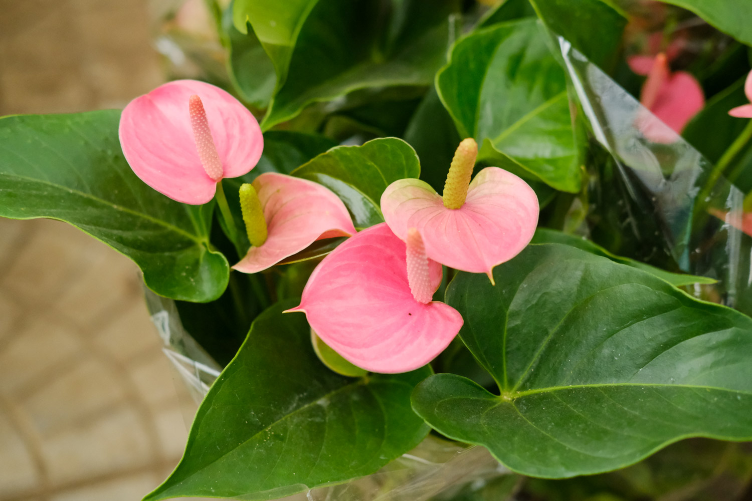 室内绿植粉掌盆栽的魅力与养护技巧