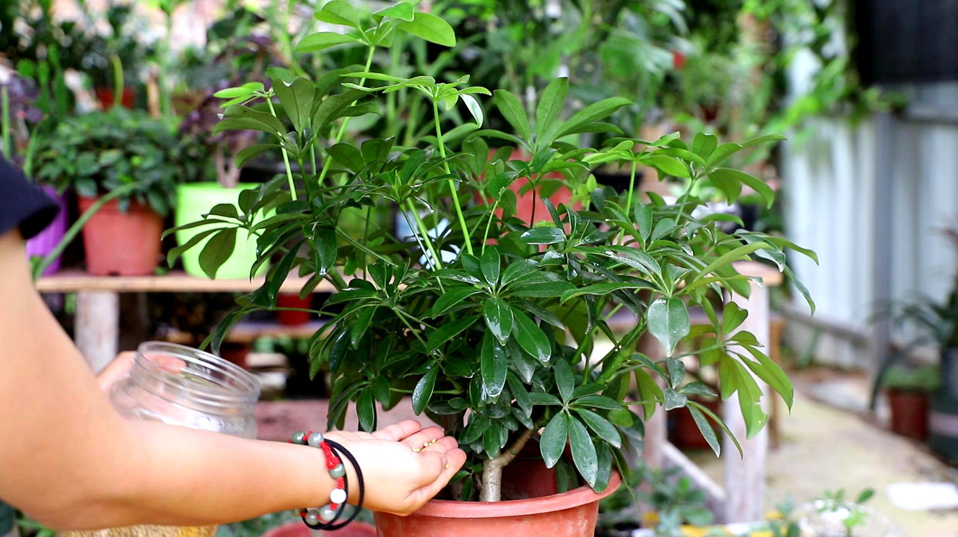 室内绿植盆栽之选，鸭脚木的优雅与魅力