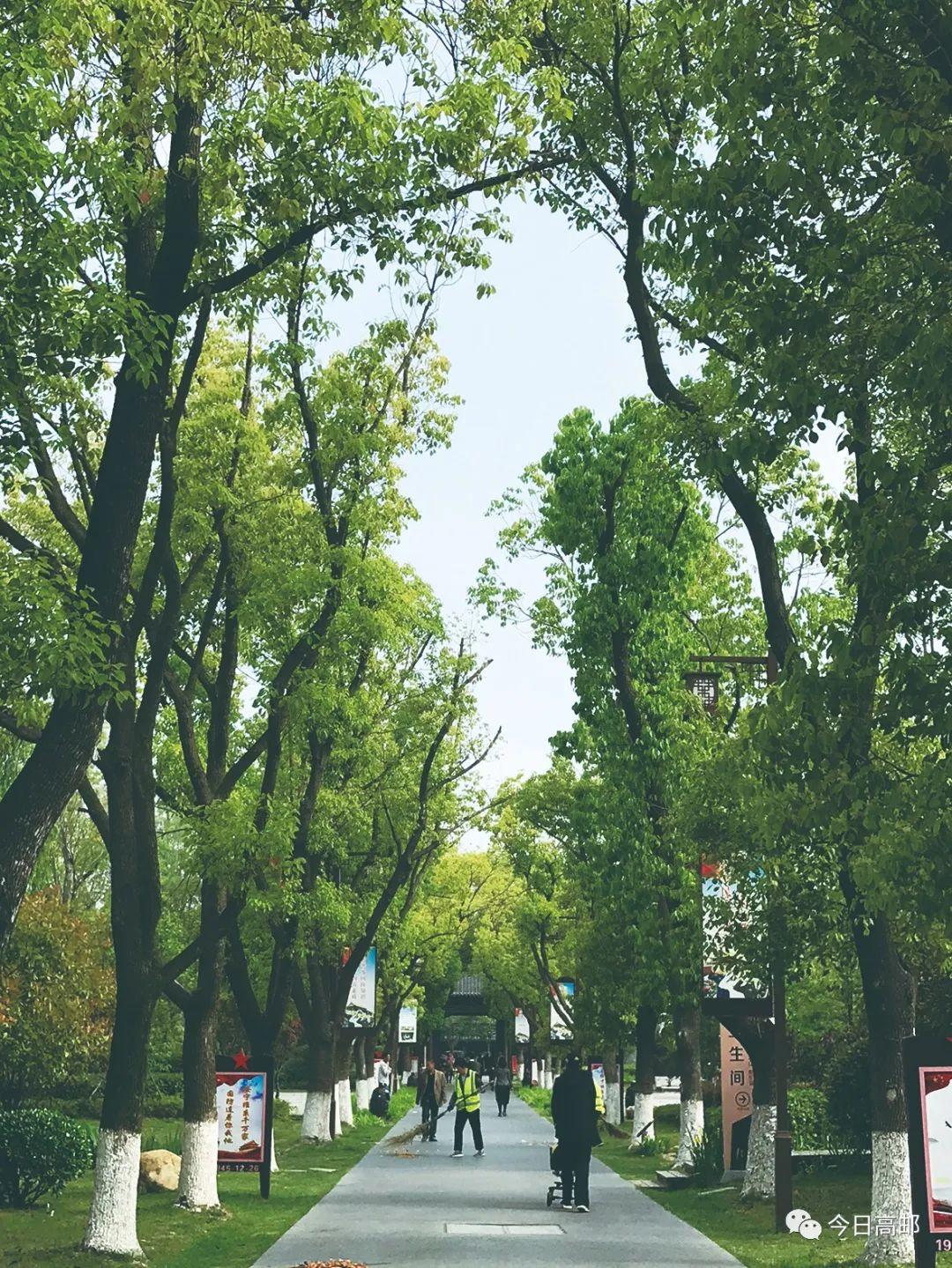 枝繁叶茂的绿植室外盆栽，自然之美的展现与生活的点缀