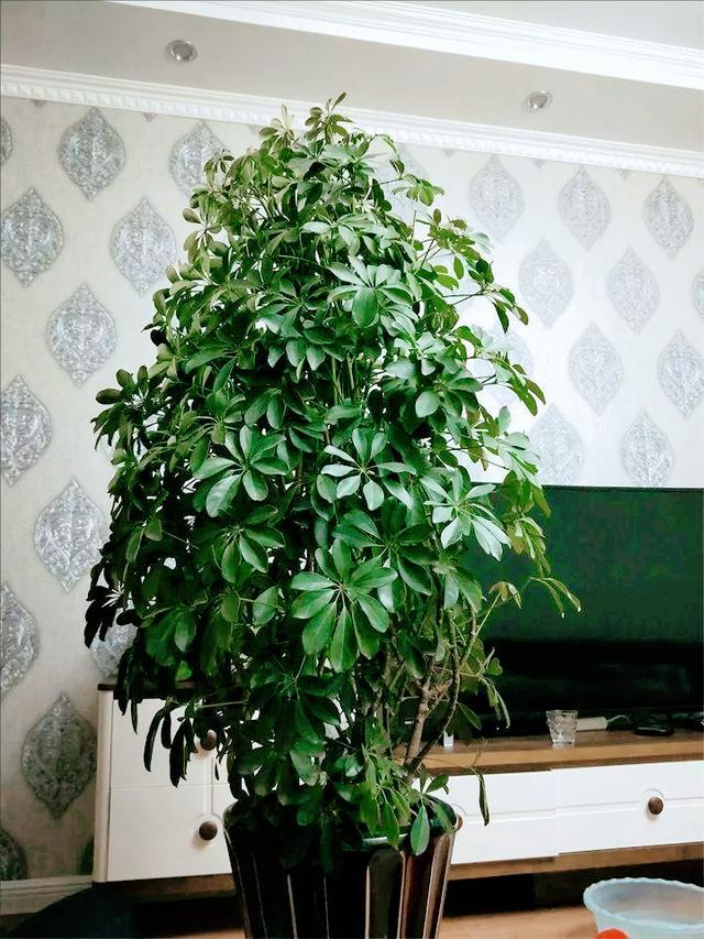 室内绿植盆栽，大棵绿植的种植与养护