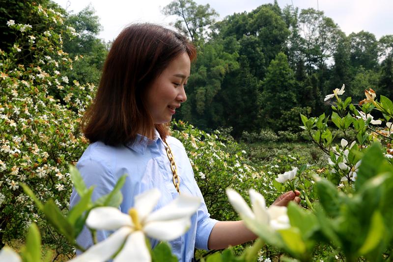 栀子花绿植盆栽室内直播，美丽与宁静的交融