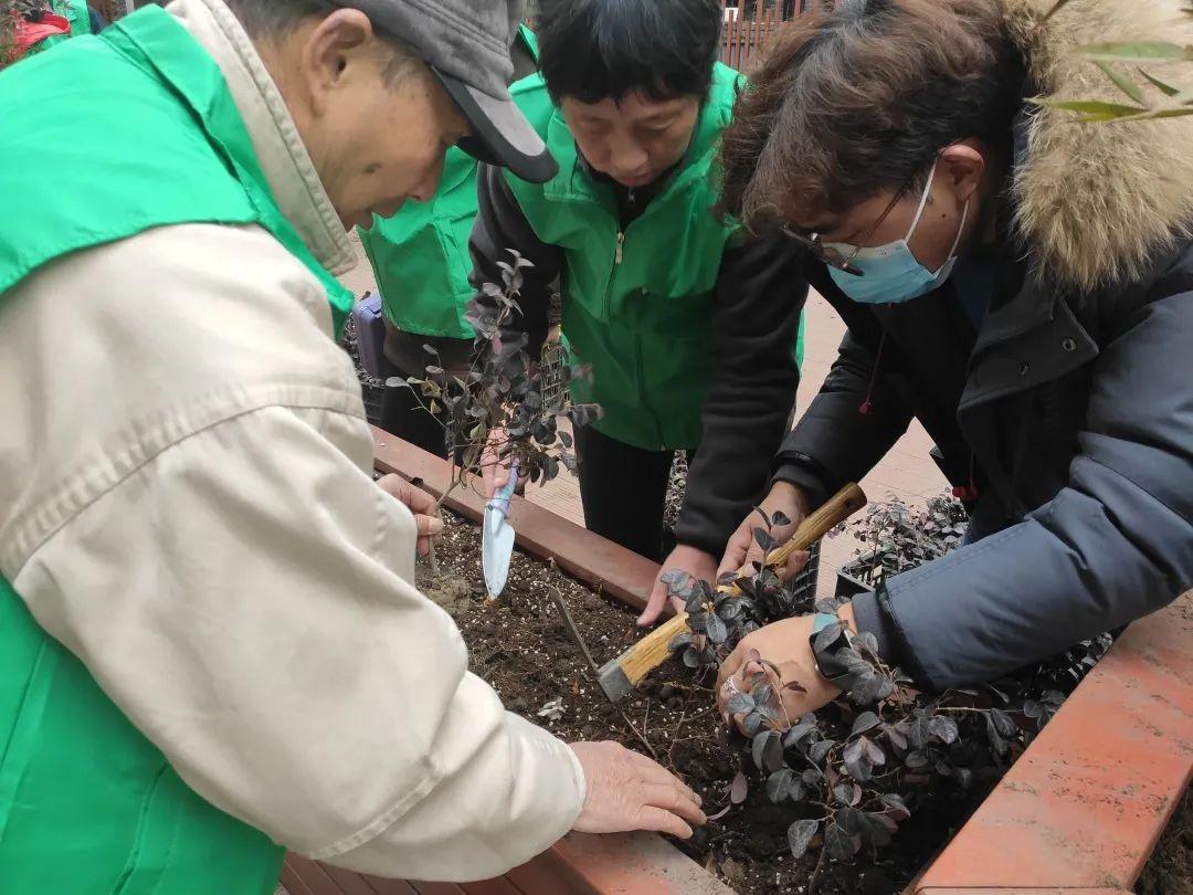 室内绿植盆栽的养护之道，如何培育旺盛的绿意