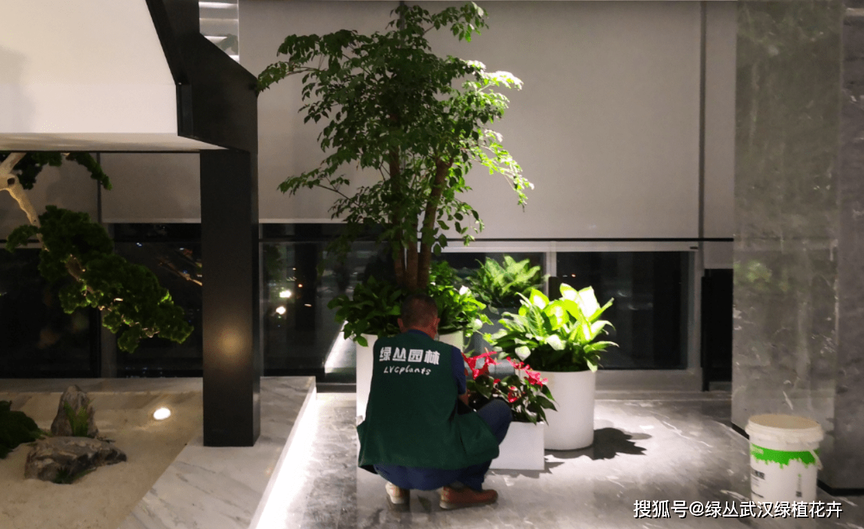 办公室绿植盆栽租摆推荐，打造绿色办公环境