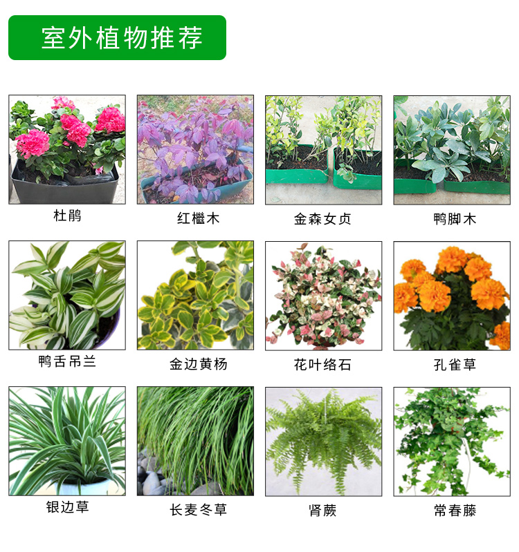 室外墙边绿植盆栽的种类与选择