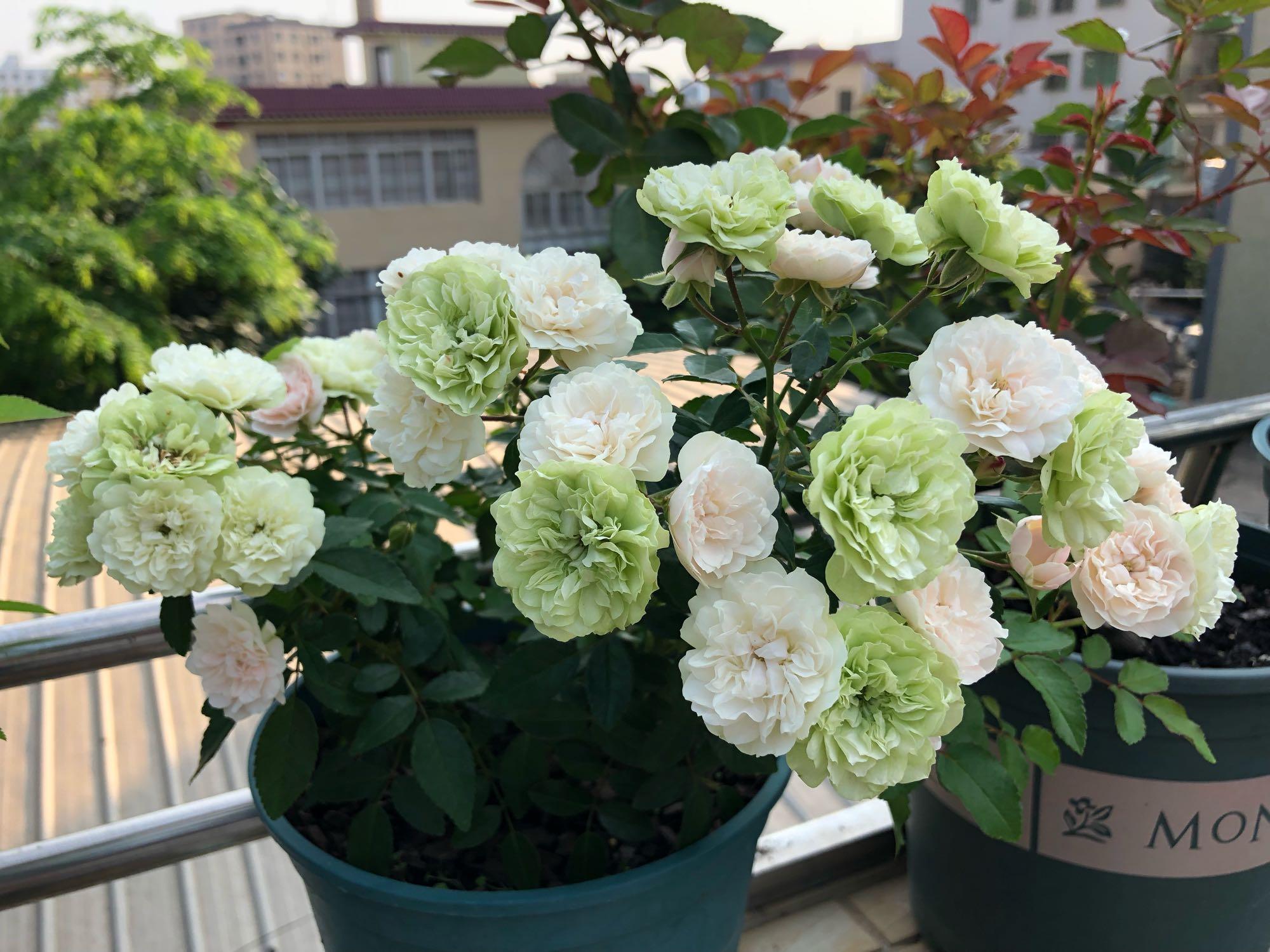 大盆栽室内绿植造型，美化家居空间的艺术与科学