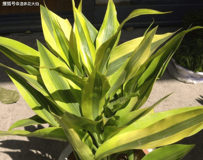 室内绿植盆栽之选，大观音竹的魅力与种植技巧