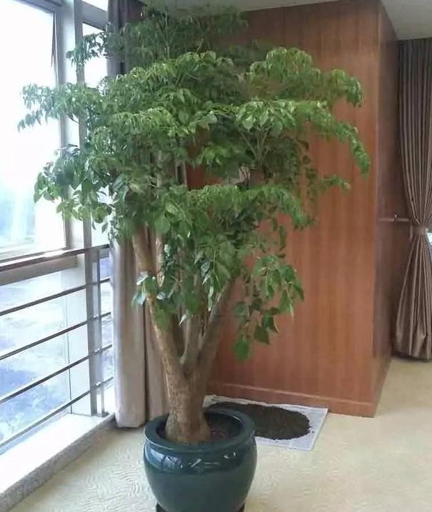 室内绿植盆栽，1.2米绿植的魅力与重要性