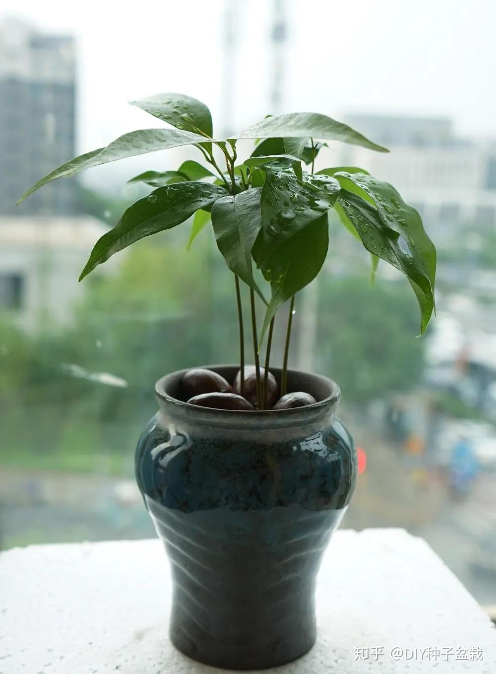 室内绿植盆栽，从种子到开花的奇妙旅程