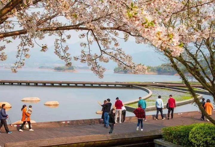 千岛湖樱花岛的神秘之旅，地理位置与樱花盛景